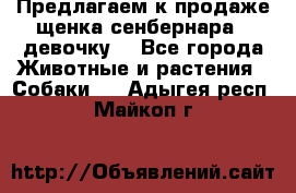 Предлагаем к продаже щенка сенбернара - девочку. - Все города Животные и растения » Собаки   . Адыгея респ.,Майкоп г.